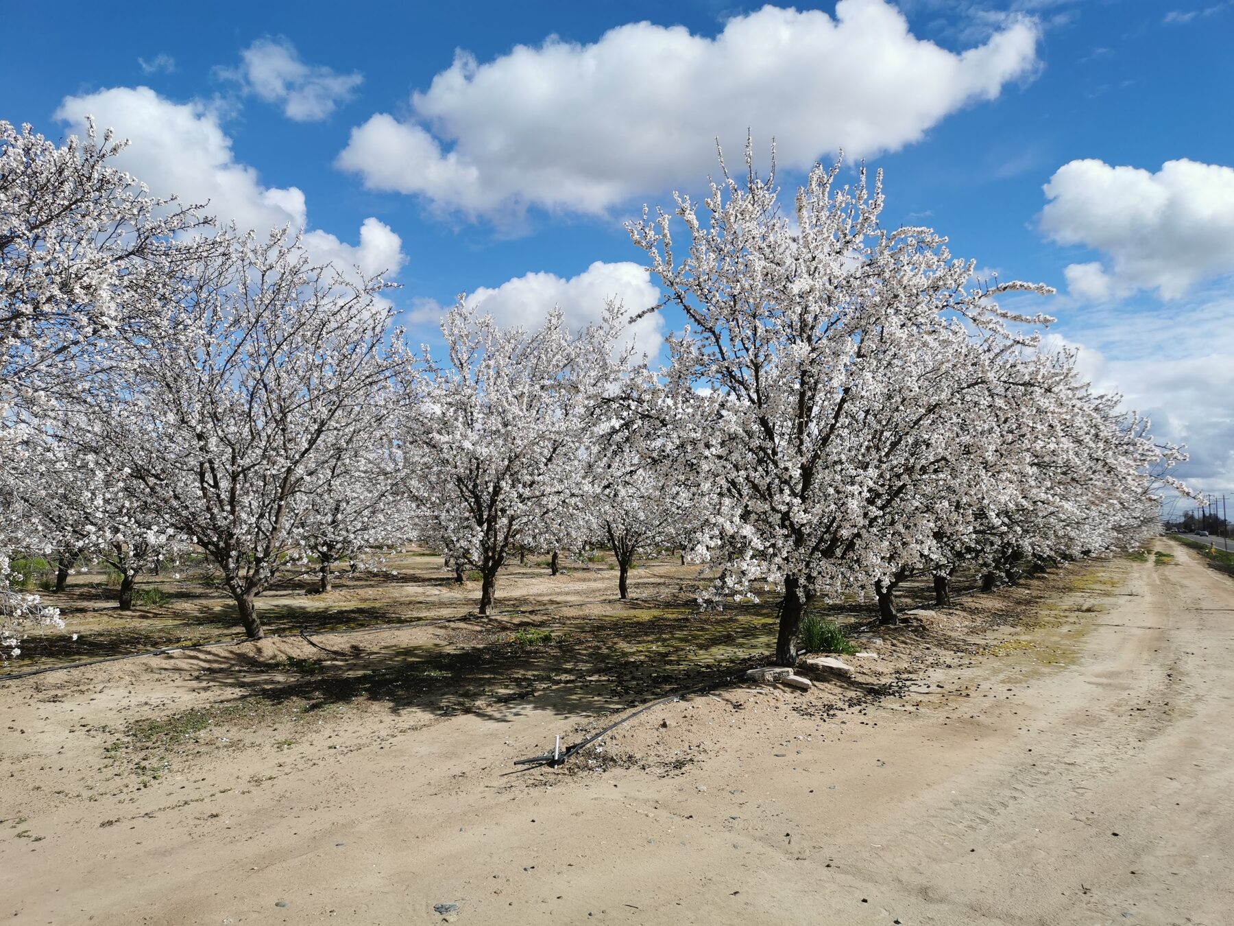 Almond orchard in bloom, Merced County